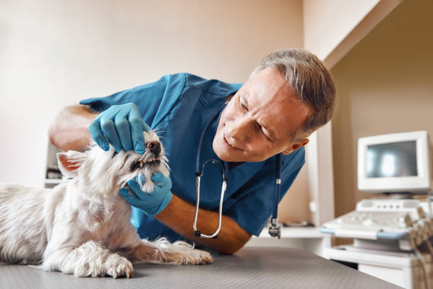 Best Dentist for Tooth Abscess  in St Lawrence, PA